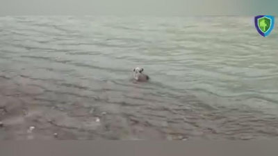 Изрображение 'В Андижанской области из канала спасли щенка: трогательное видео'