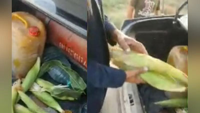 Изрображение 'Видео: Хоким оскорбил мужчину из-за кражи кукурузы'