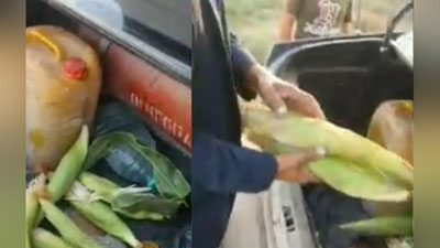 'Makkajo`xori terayotganlarni haqorat qilgan hokim prokuratura nazoratiga tushdi (video)'ning rasmi