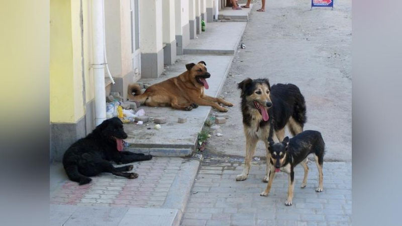 'Дайди итлар қутурган бўладими?'ning rasmi