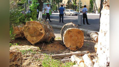 'Toshkentdagi daraxtlar bilan bog`liq muammolarni Prezident administrasiyasi nazoratga oldi'ning rasmi