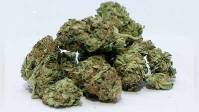 'Toshkentda marixuana bilan bog`liq jinoyat fosh etildi'ning rasmi