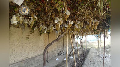 'Farg`onada o`zganing bog`idan 4.500.000 so`mlik uzumni o`g`irlagan shaxslar qamoqqa olindi'ning rasmi