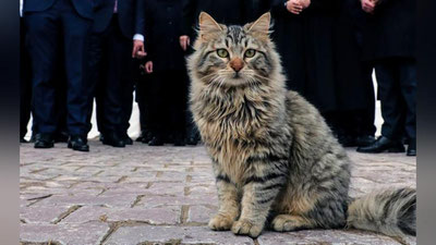 'Mushukning fonida turgan Erdo`g`an...'ning rasmi