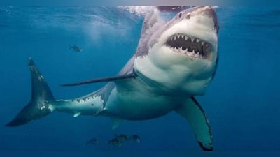 'Minglab mayda baliqlar dayverni nahang baliqdan himoya qilib uni o`rab olishdi (Video)'ning rasmi