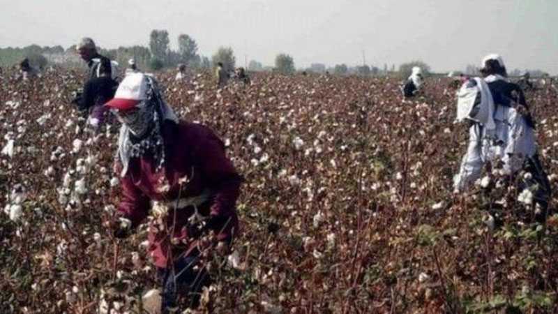 'Наманганда байрам куни пахта теришга чиққан ўқитувчилар ҳақида хабар тарқатган фермер ёлғончи бўлиб чиқди'ning rasmi