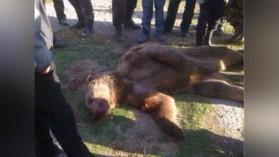 'Zominda ayiq ikki insonning umriga zomin bo`ldimi? Oydinlik kiritildi'ning rasmi