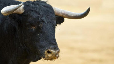 Изрображение 'В поселке под Петербургом бык насмерть затоптал 55-летнего узбекистанца'