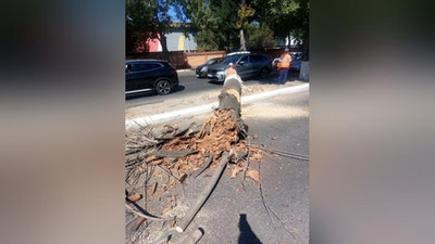 Изрображение 'На улице Лутфий в Ташкенте приступили к вырубке деревьев, погибших из-за покрытия их пленкой'