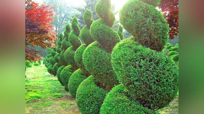 'Mahallalar tashabbusi bilan yashil bog`lar tashkil etilishi mumkin'ning rasmi