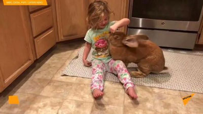 'Jajji qizaloqning bahaybat quyon bilan do`stligi ijtimoiy tarmoqlarda mashhur bo`ldi (Video) 'ning rasmi