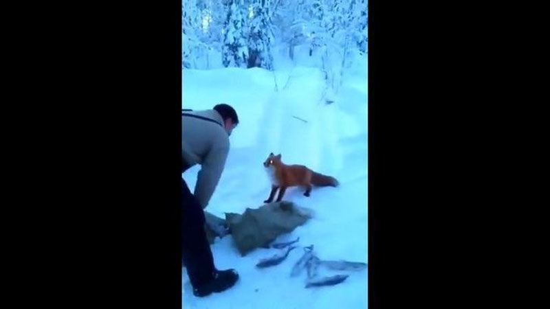 'BALIQChILAR ULARNI TUNAGAN TULKINI VIDEOGA OLIShDI (VIDEO)'ning rasmi