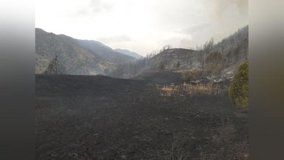 Изрображение 'Пожар в горах Заамина потушен: в МЧС озвучили площадь возгорания'