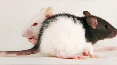 '​NIGERIYa PREZIDENTINING ISh KABINETINI SIChQONLAR KEMIRDI'ning rasmi