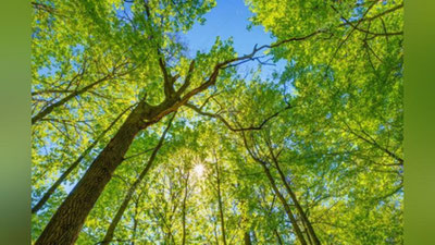 'Sayyoramizdagi ifloslanishni bartaraf etish uchun qancha daraxt o`tkazish lozimligi ma`lum bo`ldi 'ning rasmi