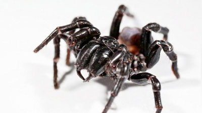 Изрображение 'В АВСТРАЛИИ ВЫПАЛ ДОЖДЬ ИЗ ЯДОВИТЫХ ПАУКОВ (ФОТО)'