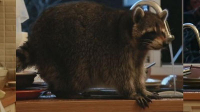 Изрображение 'ЕНОТ РЕШИЛ ПОМЫТЬ ПОСУДУ В ОДНОМ ИЗ ДОМОВ В АЛМАТЫ (ВИДЕО)'