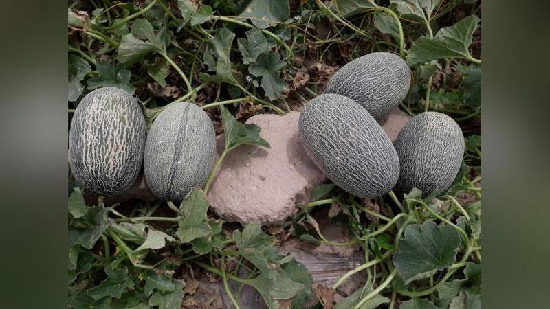 'Qashqadaryoda qovun pishdi'ning rasmi