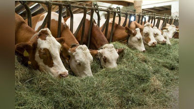 'Chorvachilik xo`jaliklariga subsidiya ajratiladi'ning rasmi