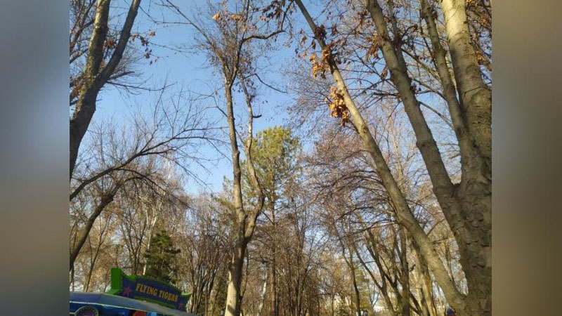 Изрображение 'В Ташкенте потеплеет до +14: погода на 6 марта'