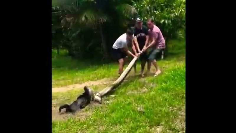 Изрображение 'БРАЗИЛЬЦЫ ВЫТАЩИЛИ ДОМАШНЕГО ПСА ИЗ ОБЪЯТИЙ АНАКОНДЫ (ВИДЕО)'