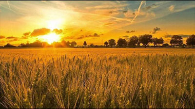 'Hayotiy hikoya: aka-uka mehri'ning rasmi