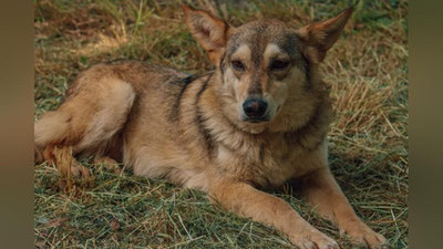 'Toshkent hayvonot bog`ida uysiz it va mushuklar ko`rgazmasi bo`lib o`tdi (foto)'ning rasmi