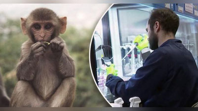 'Маймун чечагини юқтирган беморлар сони 260 нафарга яқинлашди. Яна 120 киши шубҳа остида  – ЖССТ'ning rasmi