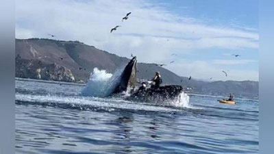 'Калифорния қирғоқларида кит икки аёлни ютиб юборди (видео)'ning rasmi