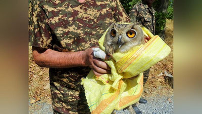 Изрображение 'В Зарафшанском национальном природном парке выпустили найденного 2 месяца назад филина'