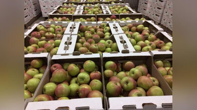 'Moldovada o`zbekistonlik ishchilar uchun kunlik 40 AQSh dollarigacha maosh taklif qilinmoqda'ning rasmi