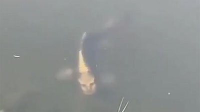 Изрображение 'Жуткую рыбу с человеческим лицом засняли в Китае (видео)'