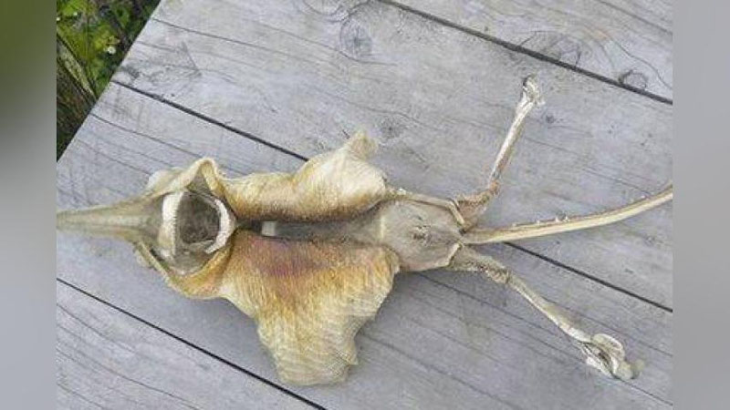 'Yangi Zelandiya sohillaridan g`alati mahluq topildi 'ning rasmi