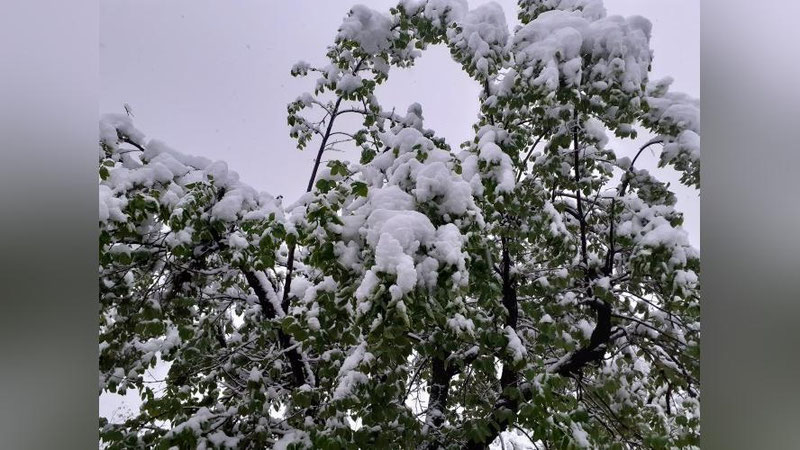 '⚡️ Ёмғир, дўл ва ҳатто қор... Дам олиш кунлари Ўзбекистонда ҳарорат меъёрдан тушиб кетади'ning rasmi