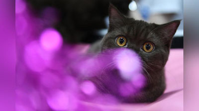 'Rossiyada bashoratchi mushuk besh million rublga baholandi 'ning rasmi