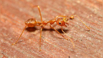 '​Бутун дунёга заҳри инсон ўлимига олиб келувчи қизил чумоли тарқалди'ning rasmi