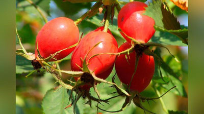 'NA`MATAK — BO`YRAK KASALLIGIGA DAVO'ning rasmi