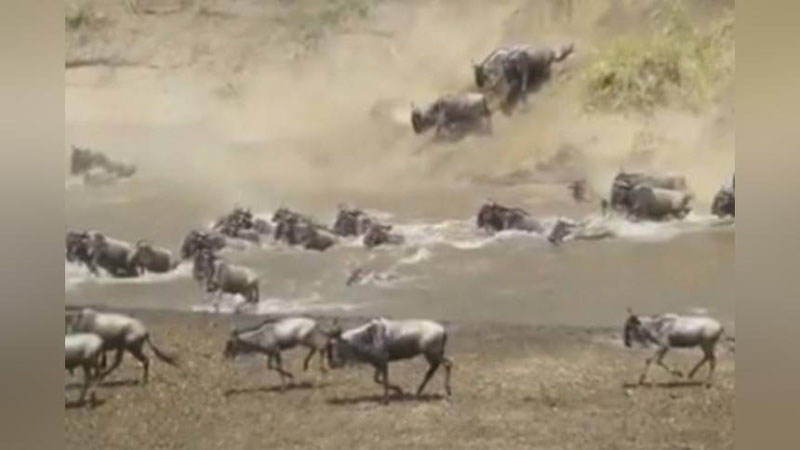 'Minglab antilopalar timsohlar bijg`ib yotgan daryoga o`zlarini otishdi (Video) 'ning rasmi