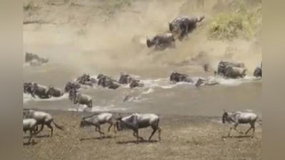 'Minglab antilopalar timsohlar bijg`ib yotgan daryoga o`zlarini otishdi (Video) 'ning rasmi