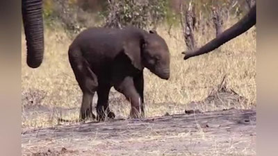 ' Xartumsiz fil videoga olindi  (Video)'ning rasmi