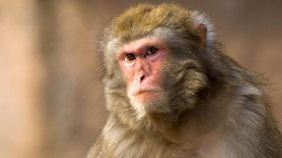 '“Бировга чоҳ қазима”: Хитойда маймун ўзига озор берган туристдан аламини олди (Видео)'ning rasmi