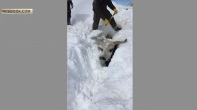 Изрображение 'ПОСЛЕ МЕТЕЛИ В США ФЕРМЕРАМ ПРИШЛОСЬ ОТКАПЫВАТЬ КОРОВ (ВИДЕО)'