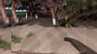 'Тошке﻿нтда дарахтларнинг ости бетонлаб кетилди'ning rasmi