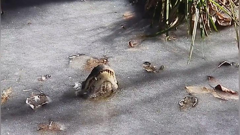 'AMERIKANING ShIMOLIY KAROLINA ShTATIDA TIMSOHLAR MUZLAB QOLDI'ning rasmi