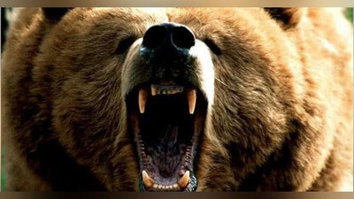 'Vaxtyorlar sal qolsa och qolgan ayiqqa em bo`lay dedi (Video)'ning rasmi