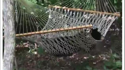 'Amerikalik ayol uyidagi belanchakda uchayotgan ayiqni videoga oldi (Video)'ning rasmi