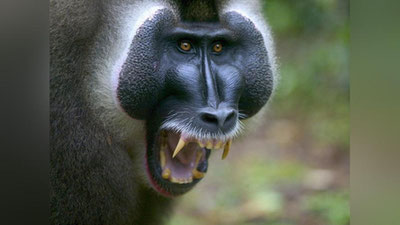 'Hindistonda maymun go`dakni o`ldirdi 'ning rasmi