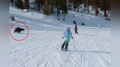 Изрображение 'В США лыжник чуть не врезался в медведя, который перебегал трассу (видео)'