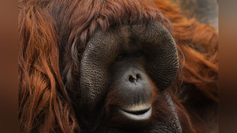 'Тутқинликда сақланган орангутан ноқулай яшаш шароитидан семириб кетди'ning rasmi