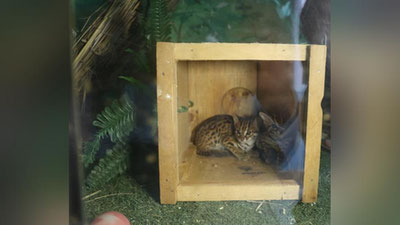 'O`zbekistonga noqonuniy olib kirilayotgan noyob jonivorlar nobud bo`ldi'ning rasmi